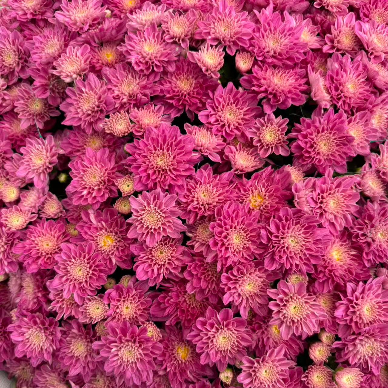 拂晓苹果花 2加仑千头菊 多季节开花大冠幅 新手易养护