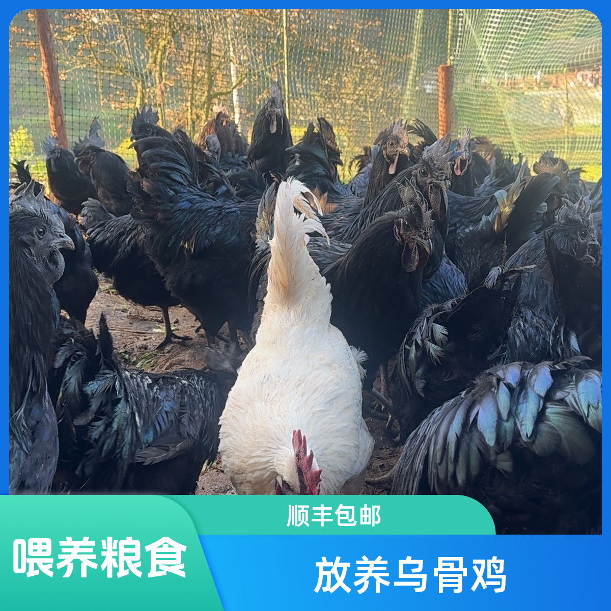 放养粮食喂养乌骨鸡【顺丰包邮】