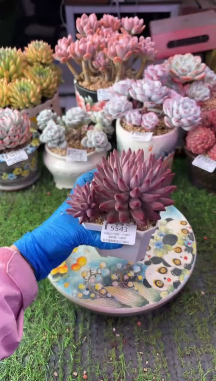 昆明印象多肉5543