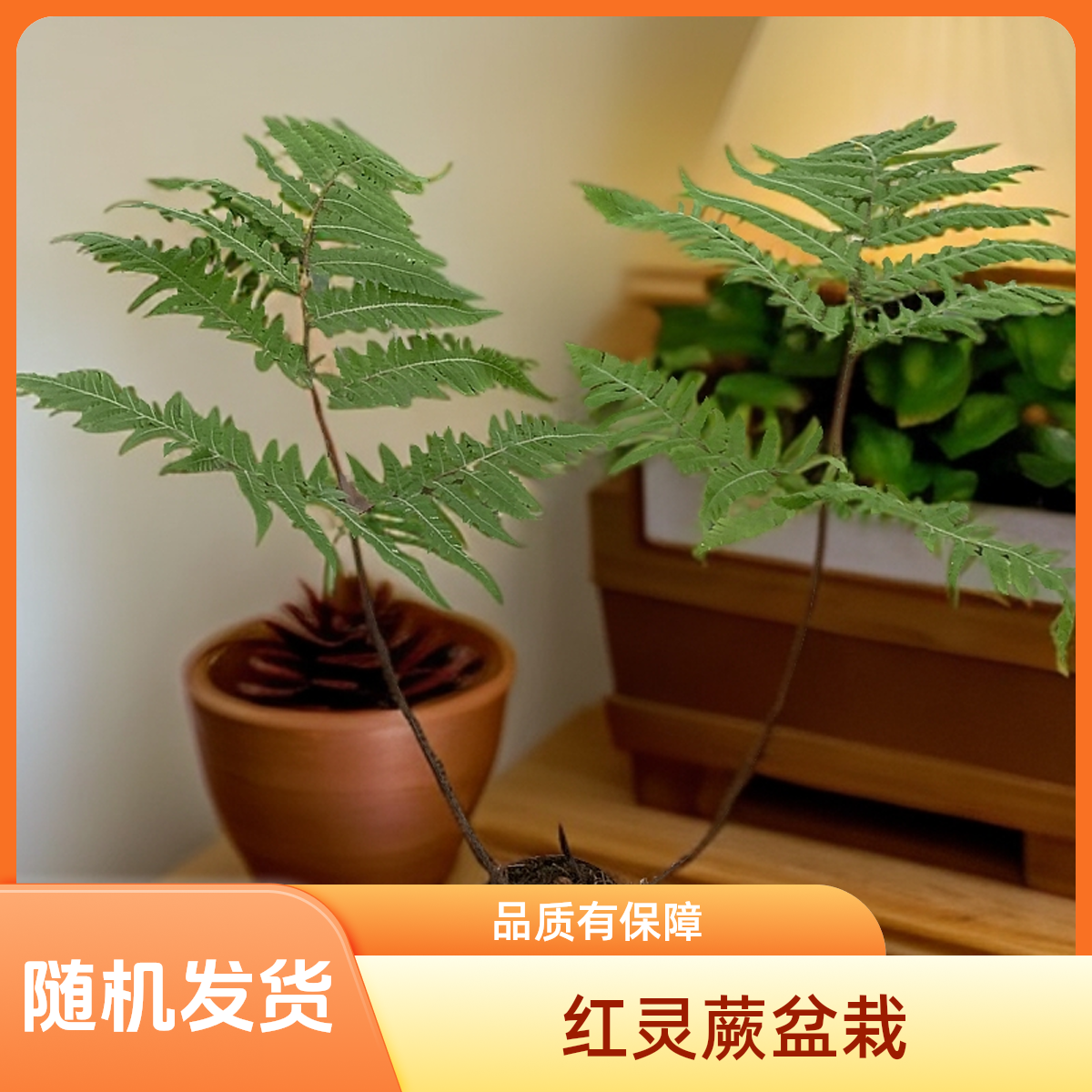 红灵蕨原土原盆随机发春羽黄金榕蓝花楹波士顿