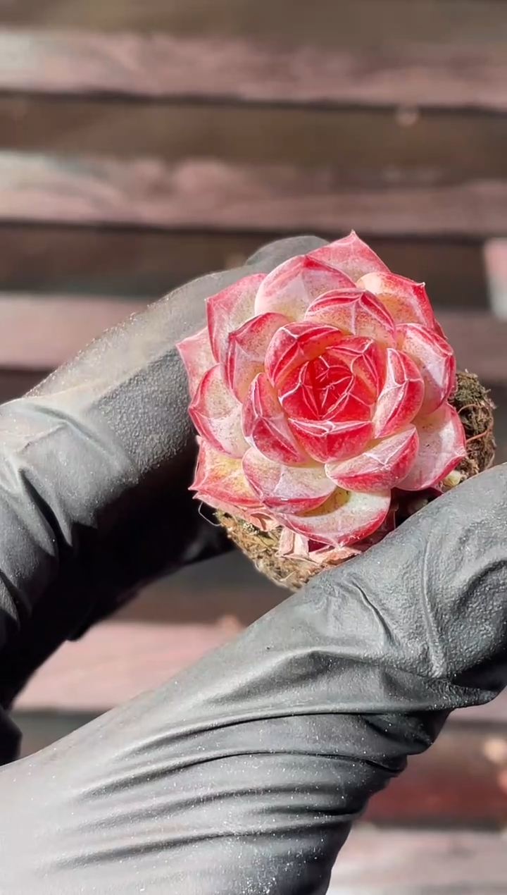 13-96红袖2-3厘米量拍发一颗