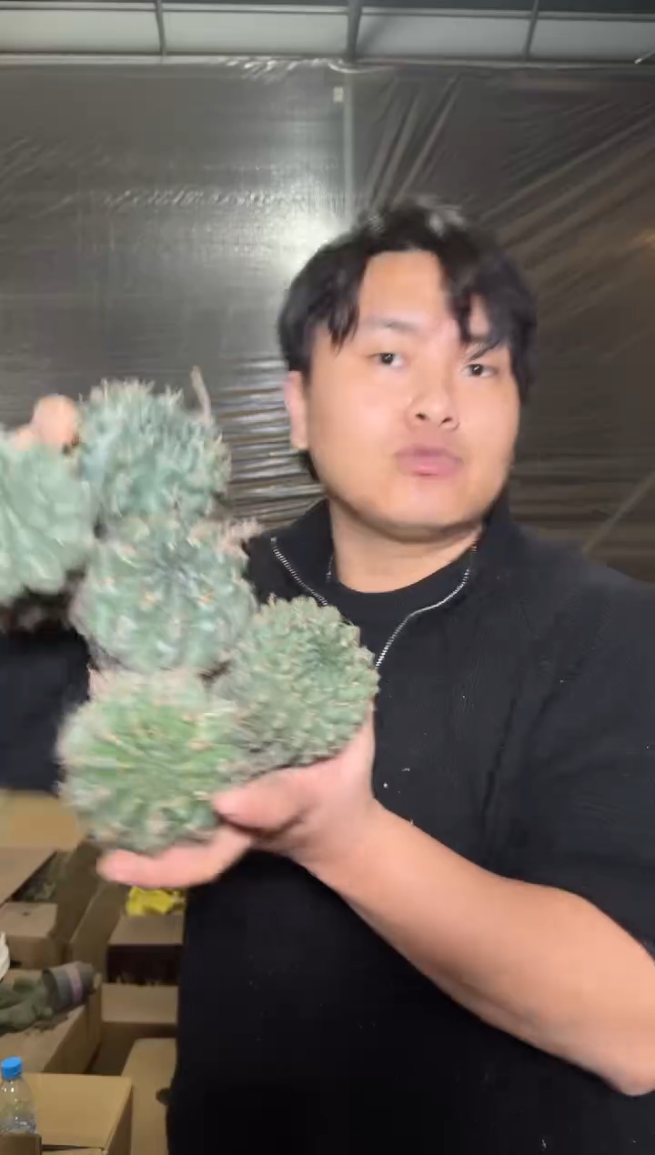 5颗 实生根 绯花玉 4-6cm