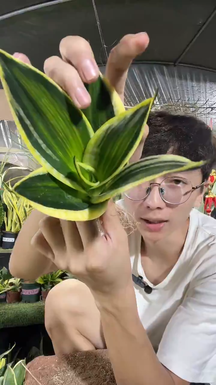 新品虎皮兰裸根19.8