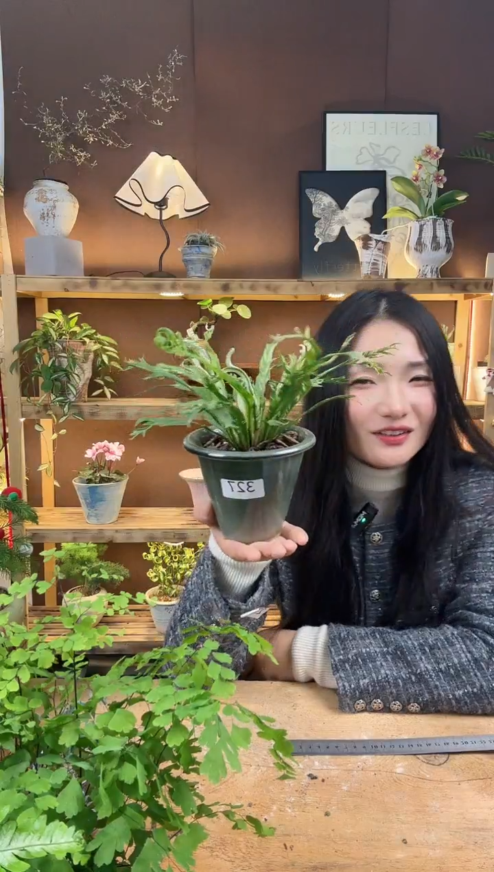 无花朵327白月光鸟巢蕨加盆一套