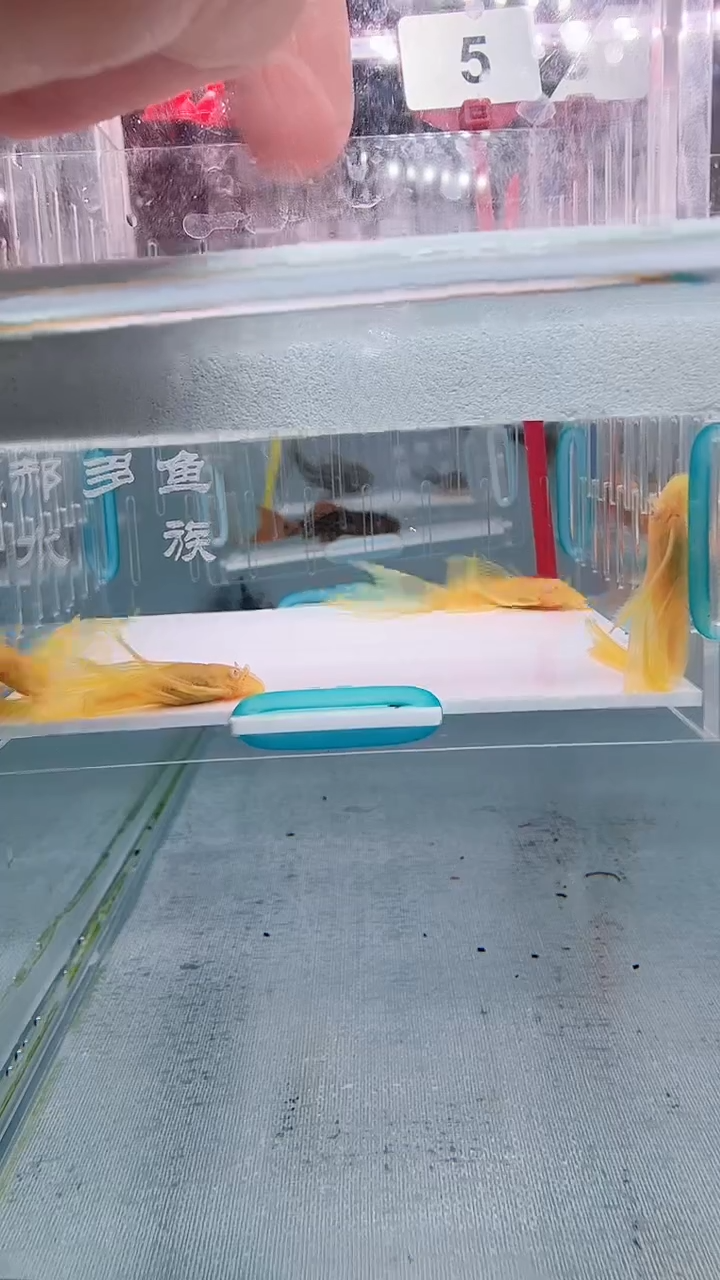 清道夫5+不包入缸损5