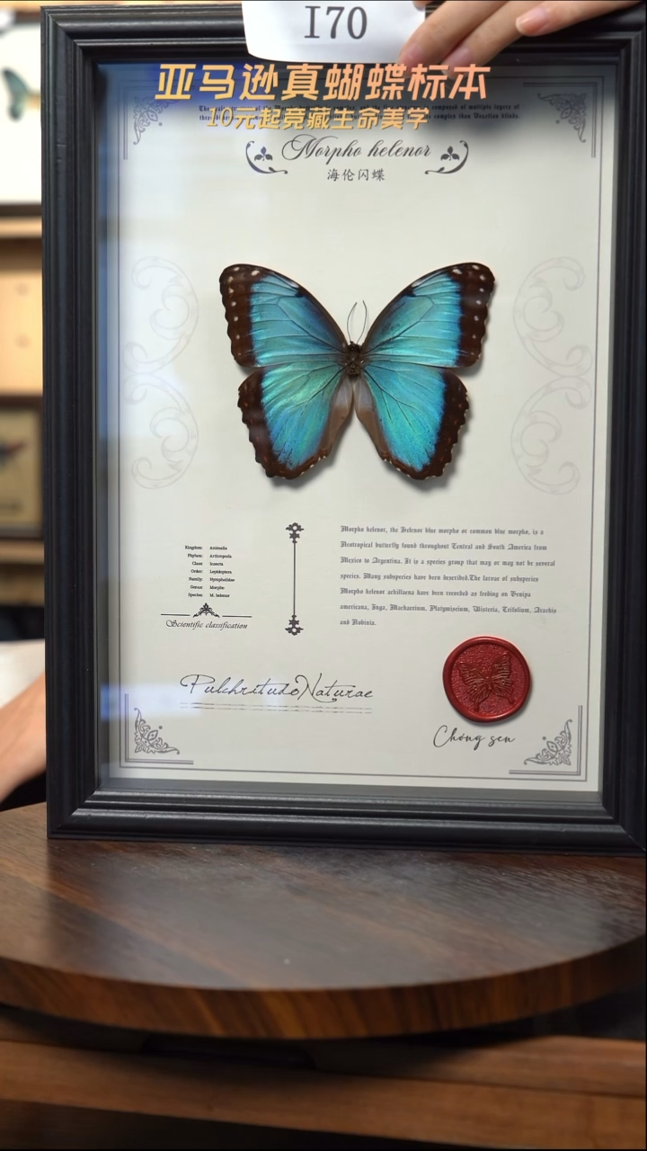 蝴蝶标本摆件竞拍i70