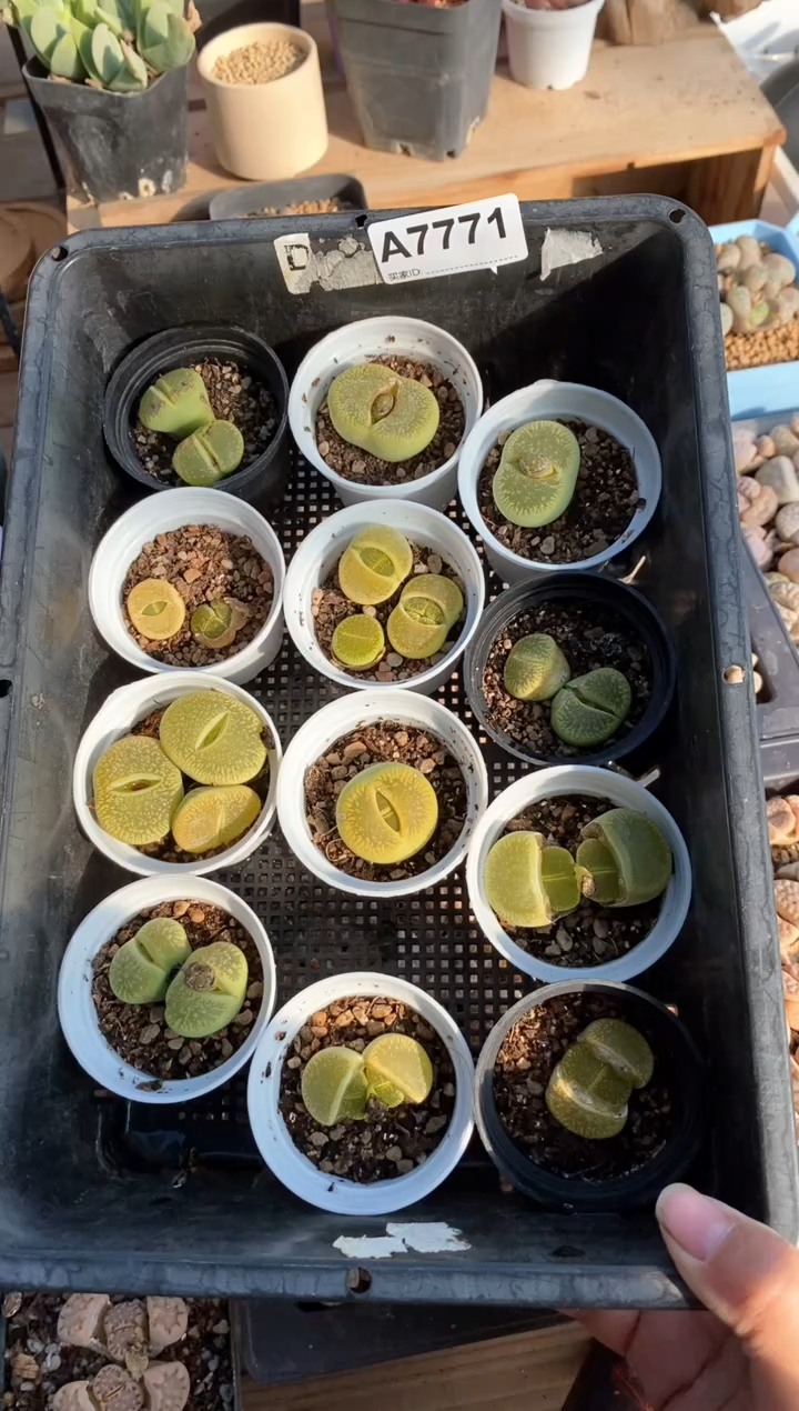 【闪购商品】7771直播一物一拍