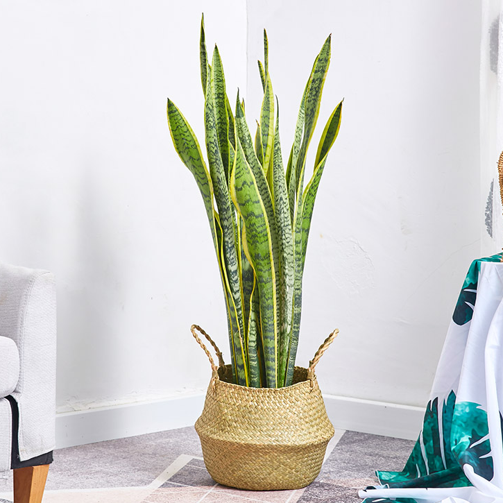 金边虎皮兰盆栽花卉多肉水培植物绿植室内吸办公室四季常青虎尾兰