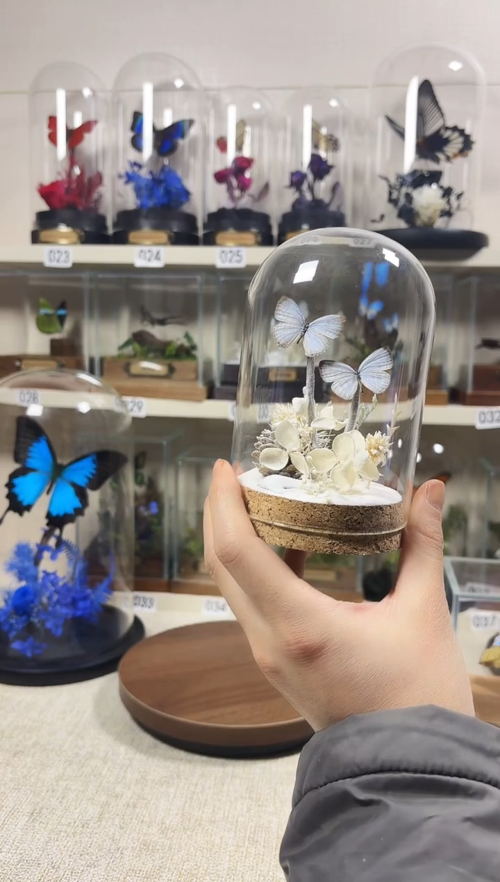 大自然的真实蝴蝶标本