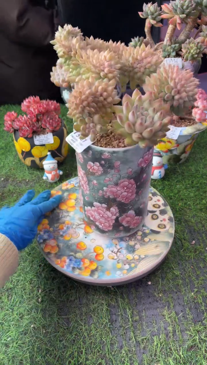 昆明印象多肉5151