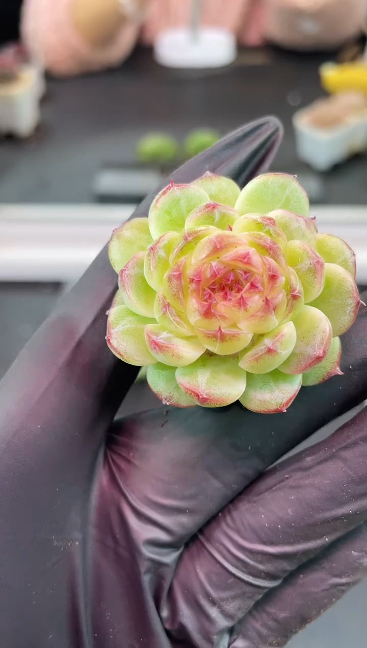 闪购1191  夜夜心多肉一颗  3.8-4厘米