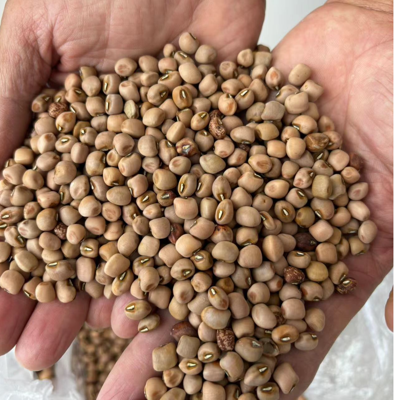 藕米豇豆-农家农户自种