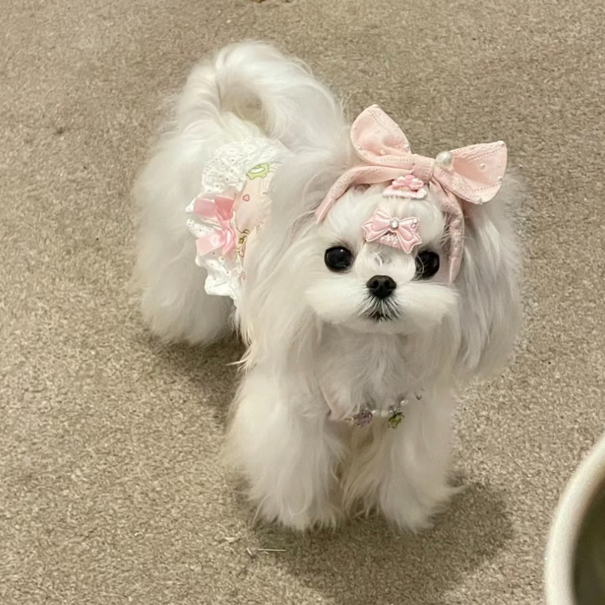 金犬犬狗狗约克夏马尔济斯西高地