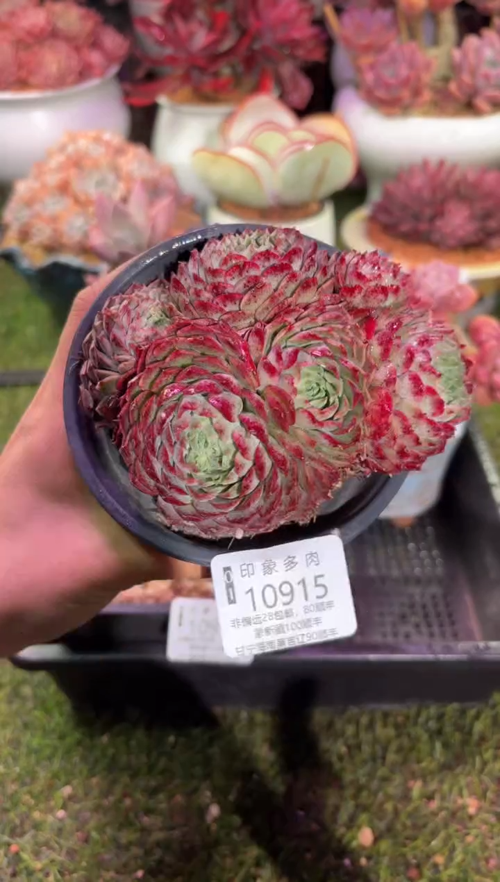 【闪购商品】10915