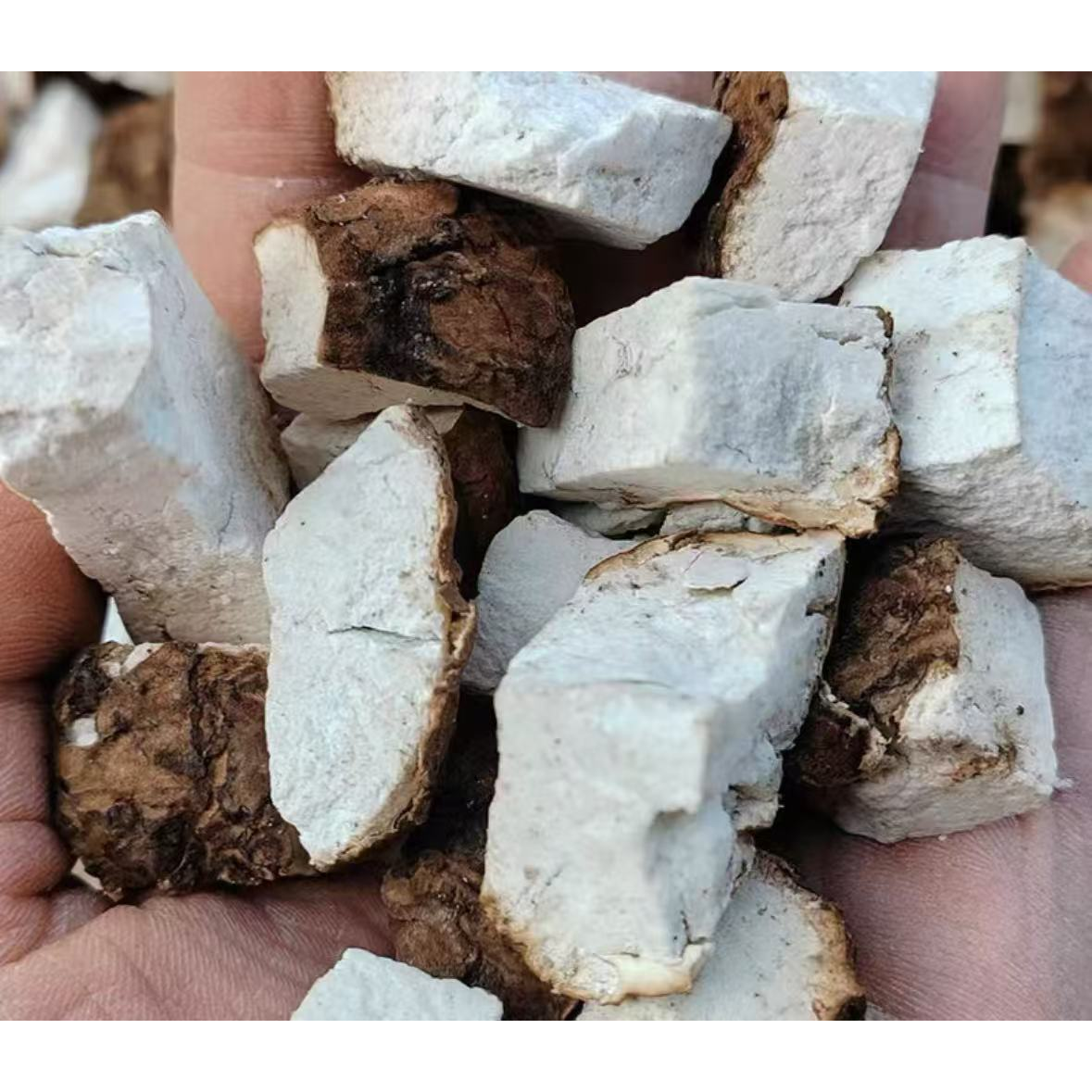 松树下 野生带皮茯苓 云南高山