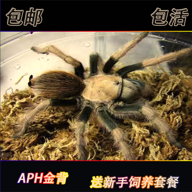 Aph金背蜘蛛5-15厘米宠物新手入门温顺长寿品种可爱好养