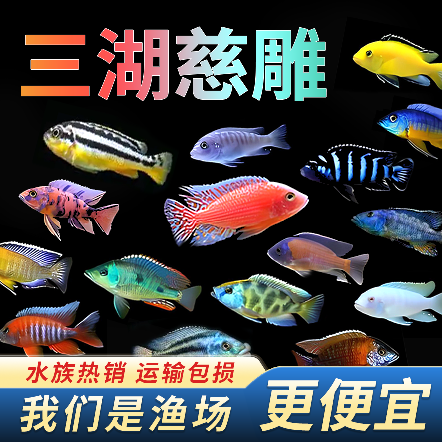 【厂家发货】活体小型观赏鱼集锦活体热带鱼孔雀鱼三湖慈鲷