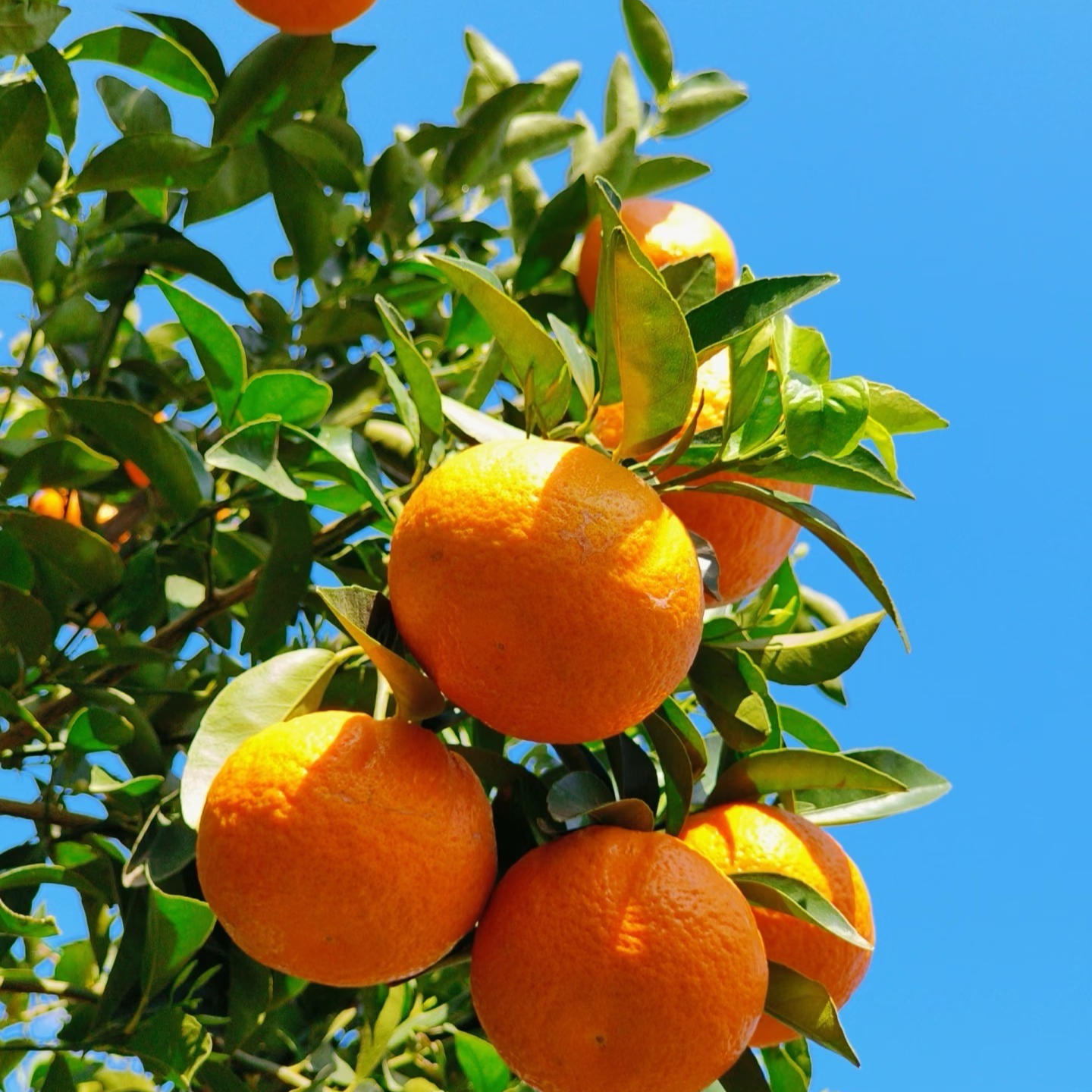 长林精选/现摘现发/新鲜沃柑（3斤）/京东包邮河北省