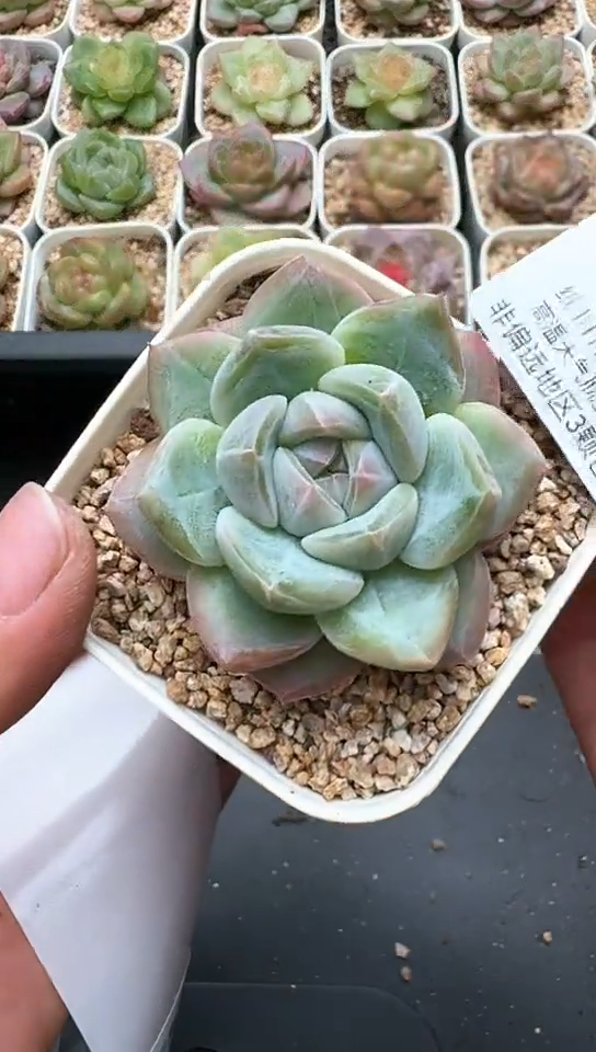 037G云禹多肉植物 默认脱土纸巾打包 3颗包邮