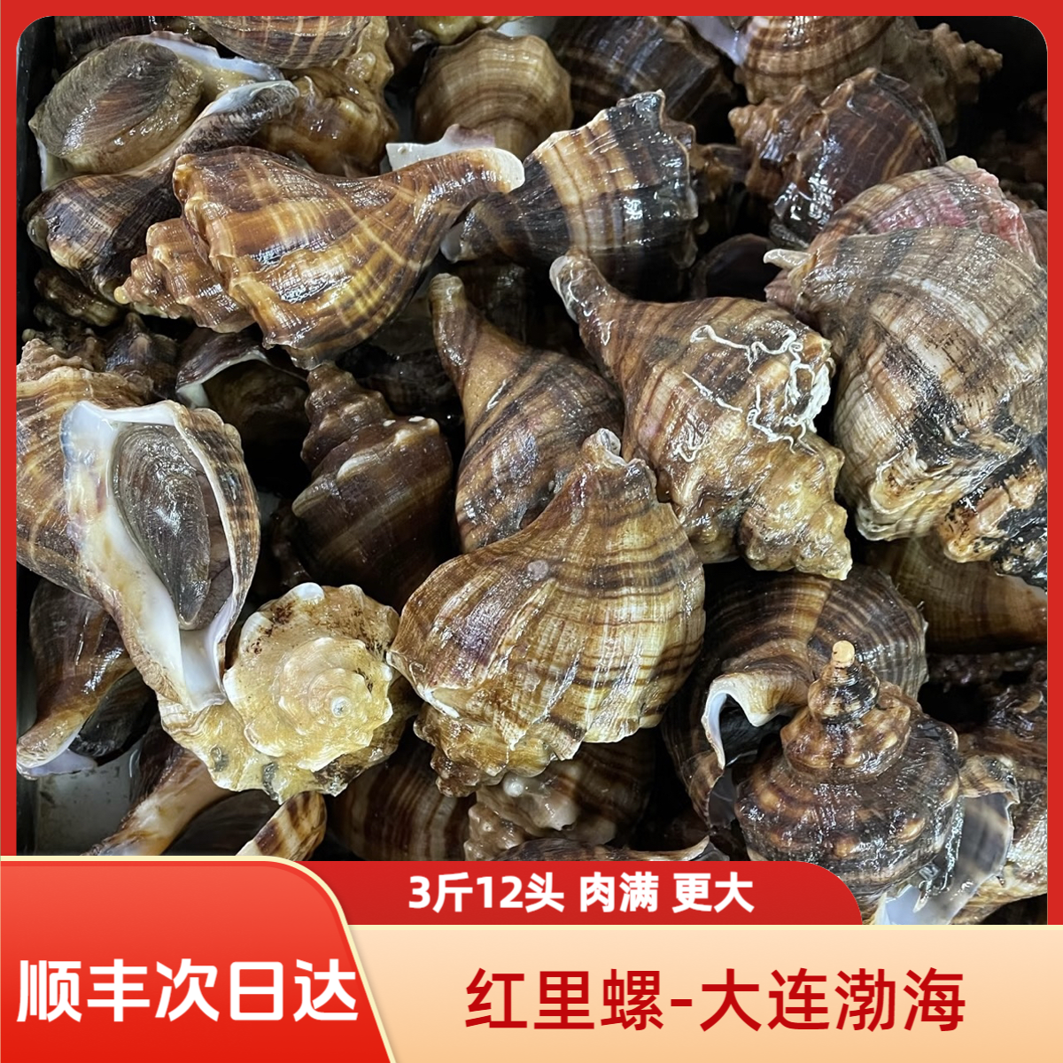 【鲜活】大连海螺3斤12-15头  海螺 海捕 海鲜水产贝类小海螺香螺
