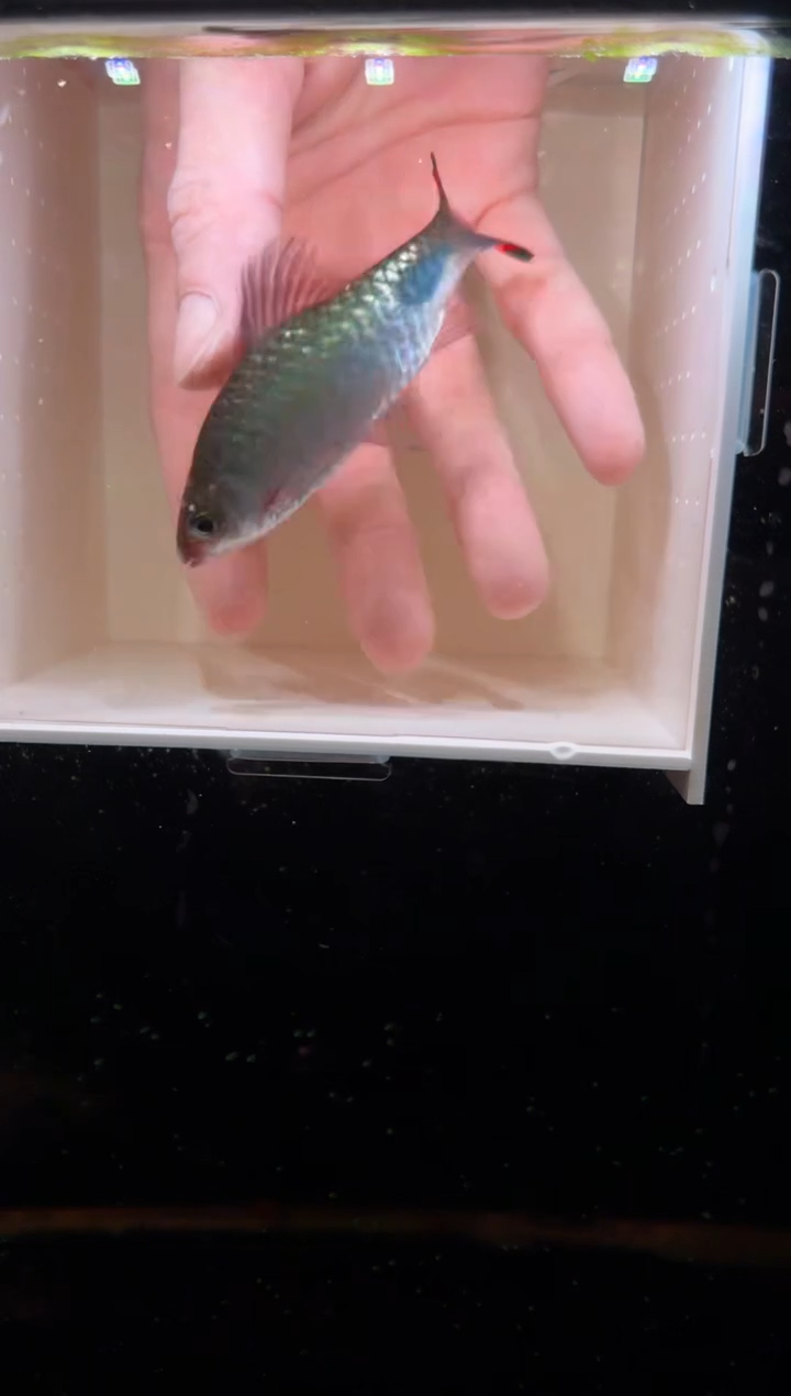 工具鱼紫红两点鲫