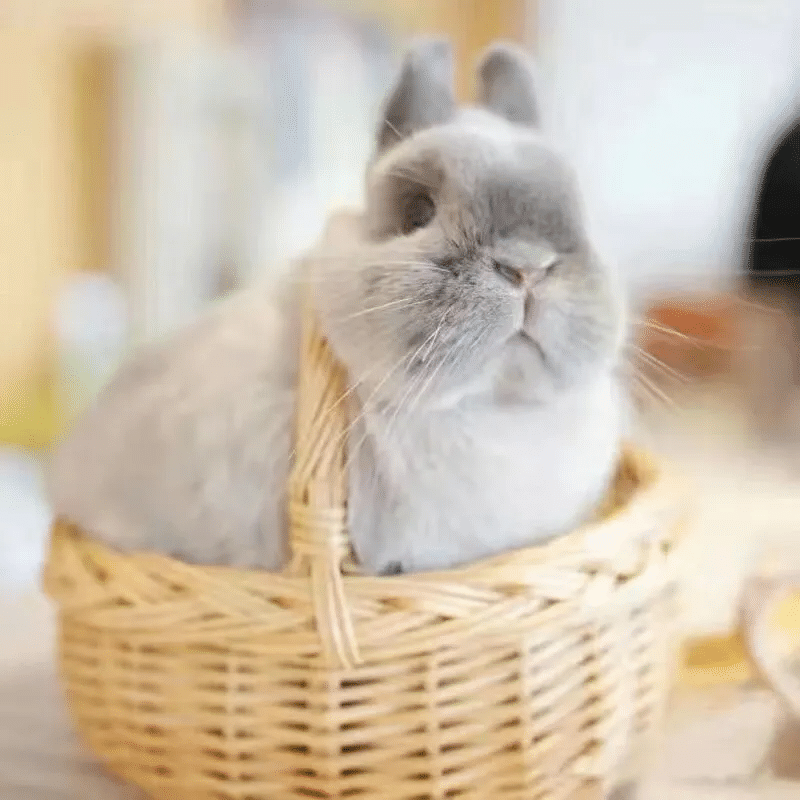 美系双血统小体侏儒兔外出垂耳兔金渐层金吉拉（签收后包活7天）