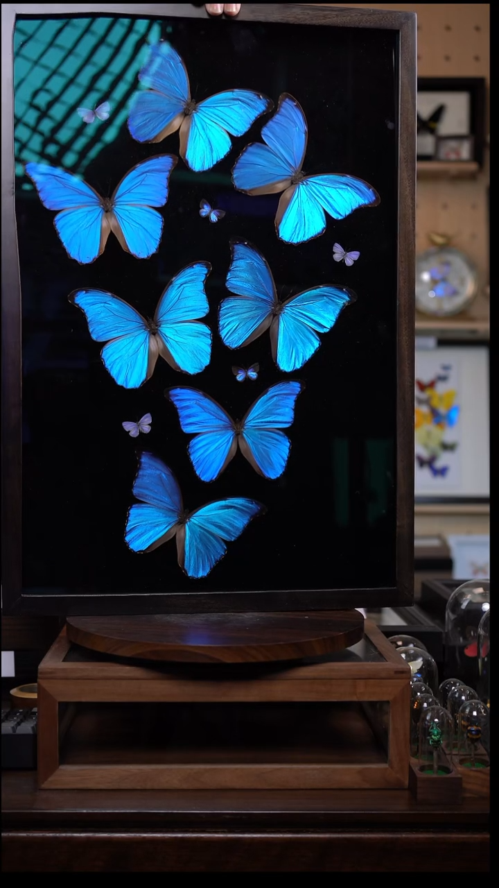 七只大蓝闪蝶组合