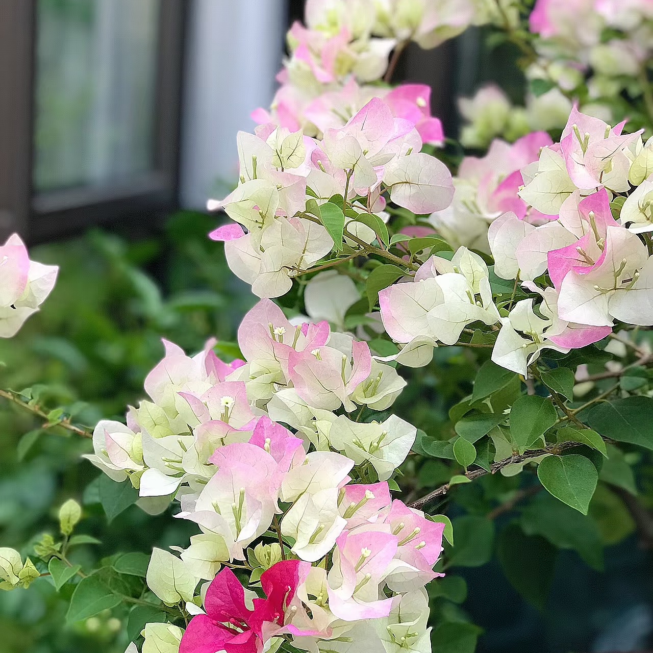 兴宇盛 （绿樱+高原红）脱盆带护心土带花不修剪发货耐活三角梅