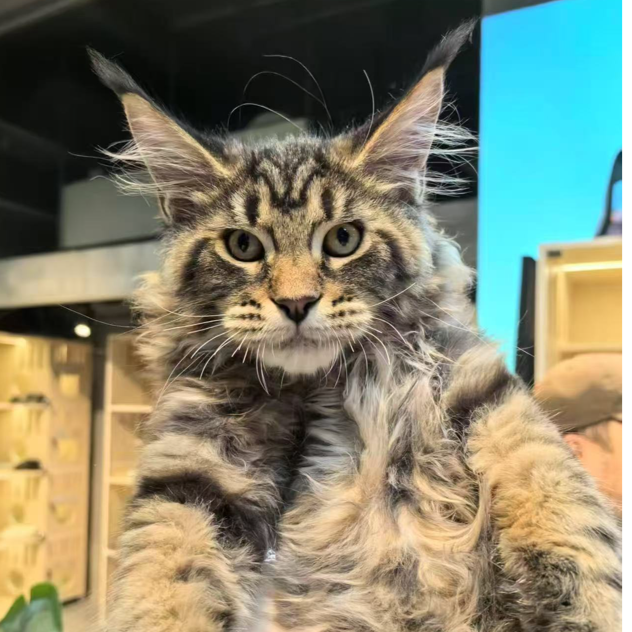 多多专属 猫咪批发深圳龙华猫狗小站 可自提