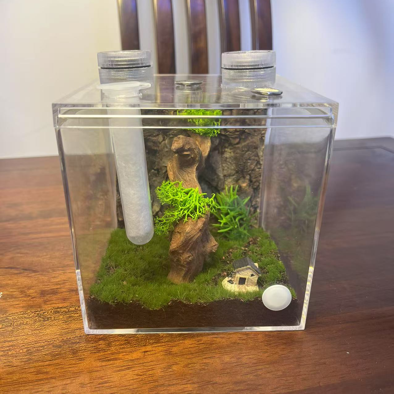 原木鸣虫精装生态箱 鸣虫饲养箱 亚克力原木带加湿器生态箱 