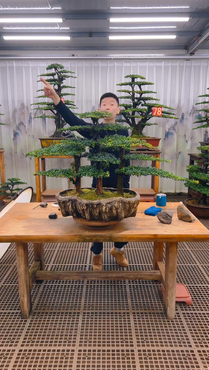 无花朵精品盆景直播间一物一拍