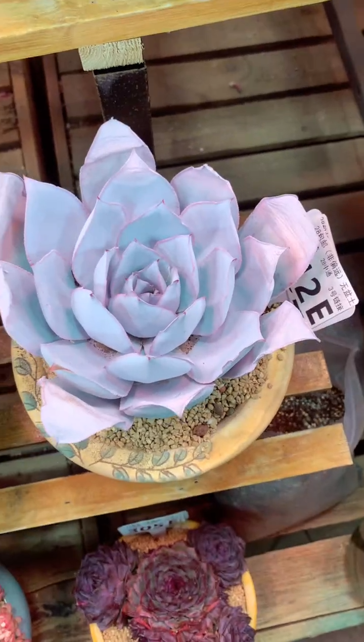 312E（一物一拍，精品多肉，w所见即所得 