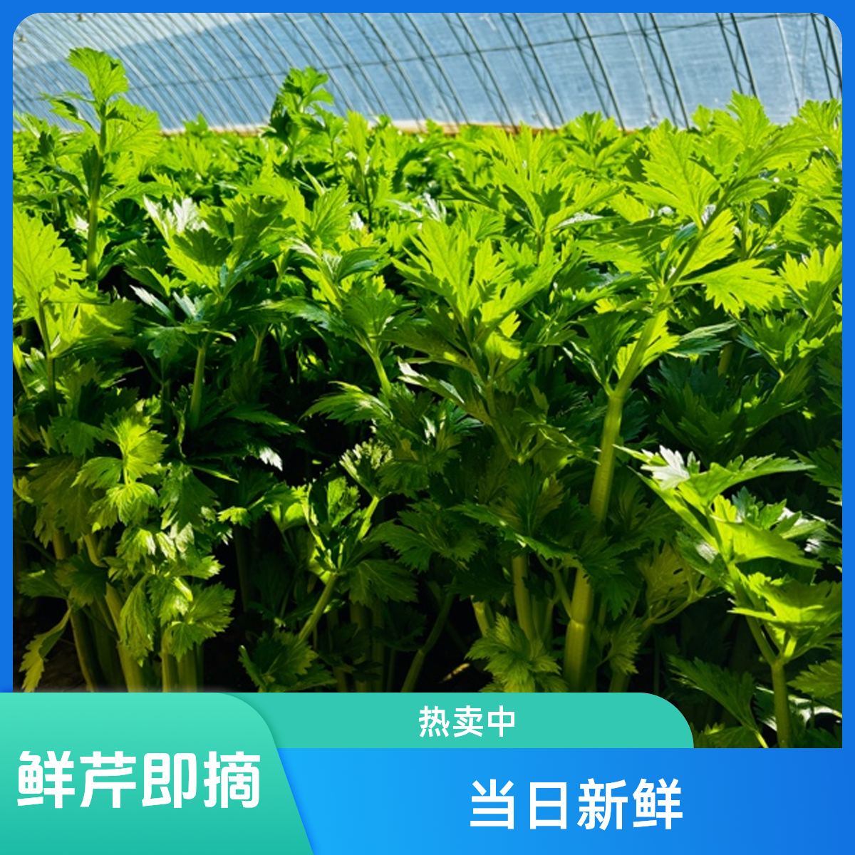 当天现摘现发芹菜（有丝介意勿拍)绿色蔬菜芹菜