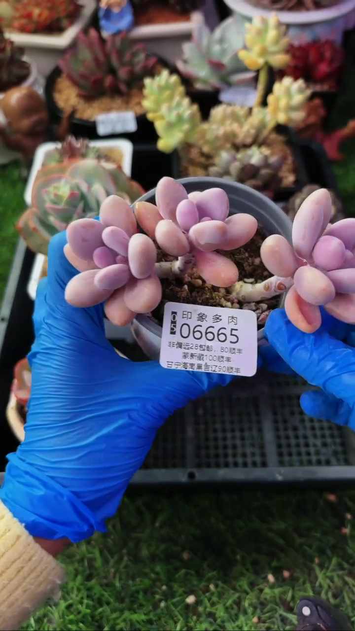 昆明印象多肉06665