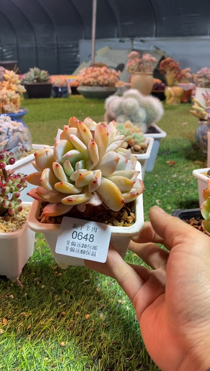 【闪购商品】0648a