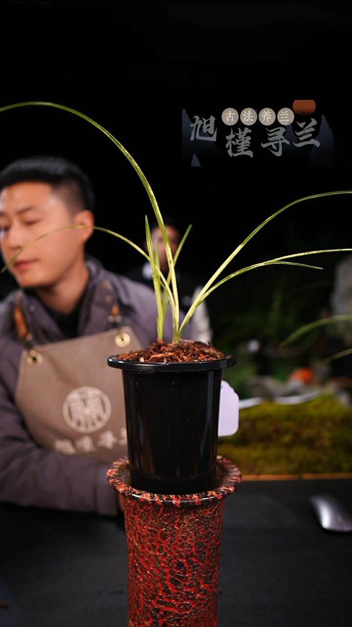 当前无花栽培后可以开花蓦**首蕙兰朱金斑中透（一物一拍）