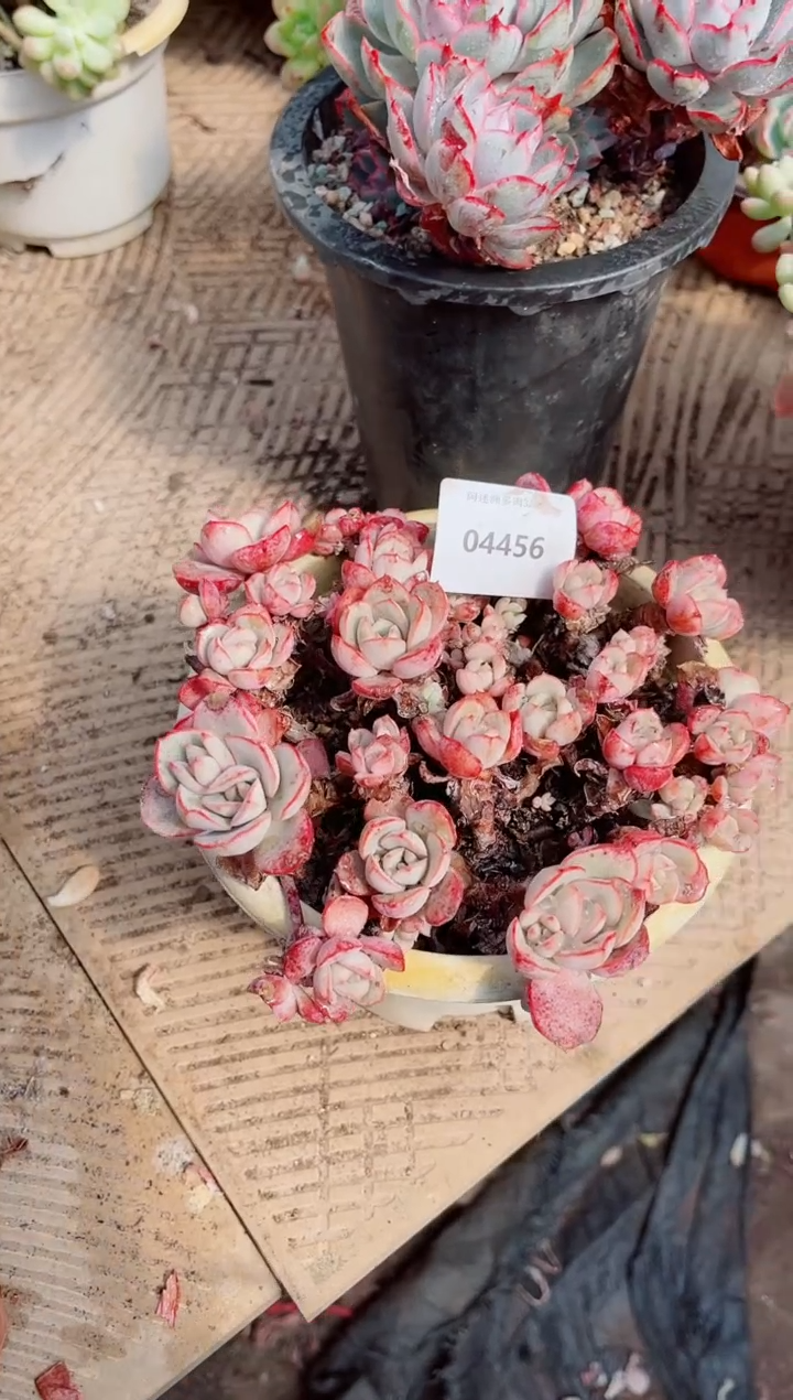 【闪购商品】04456