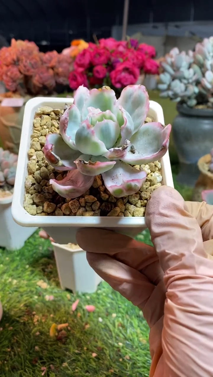 【闪购商品】0506a
