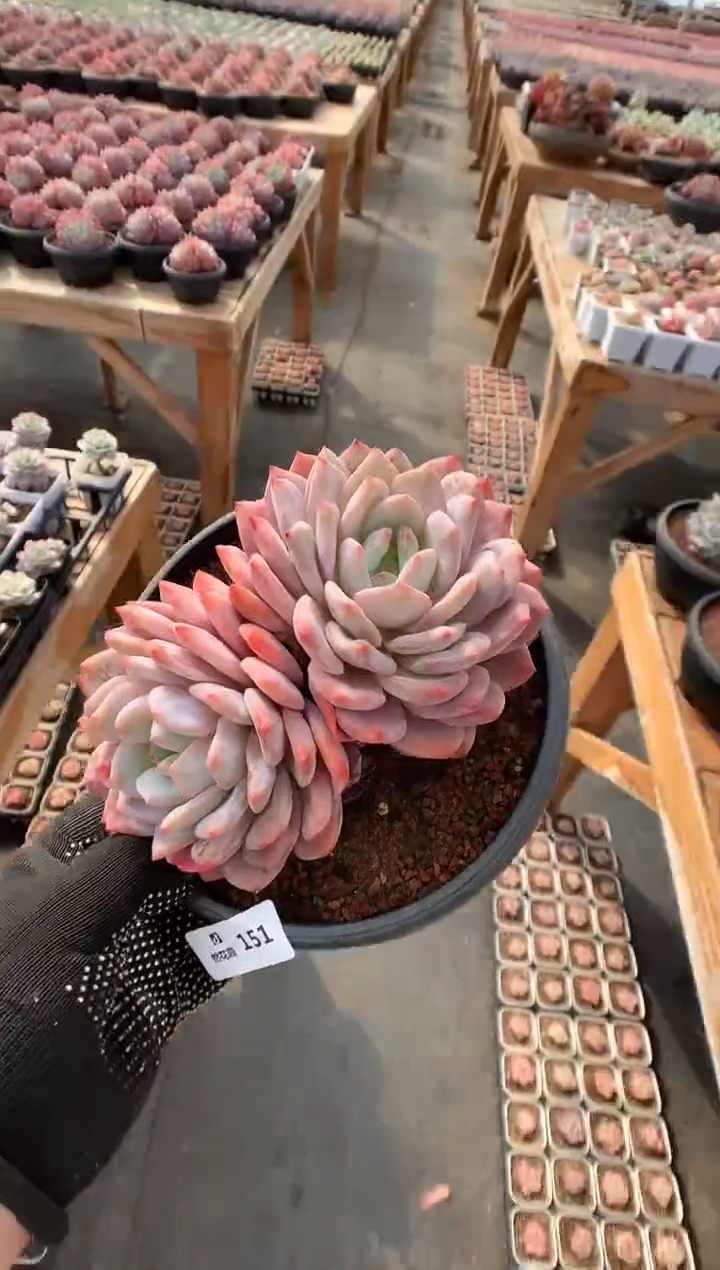 151蒙克多肉植物一物一拍