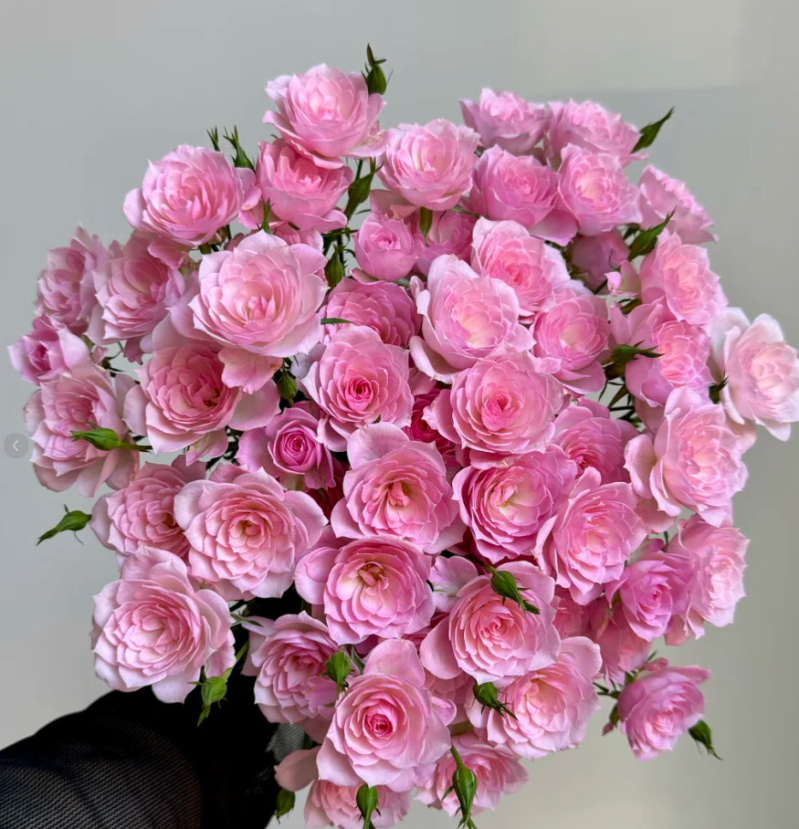 【源头优选】完美甜蜜多头玫瑰云南直发鲜花家居插花水养鲜花直播卖