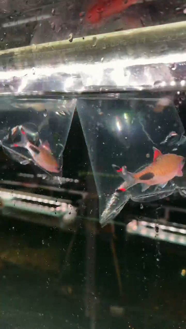 灯科鱼高**诗05+07【野 红唇红线黑影道人 7-8cm】2条 