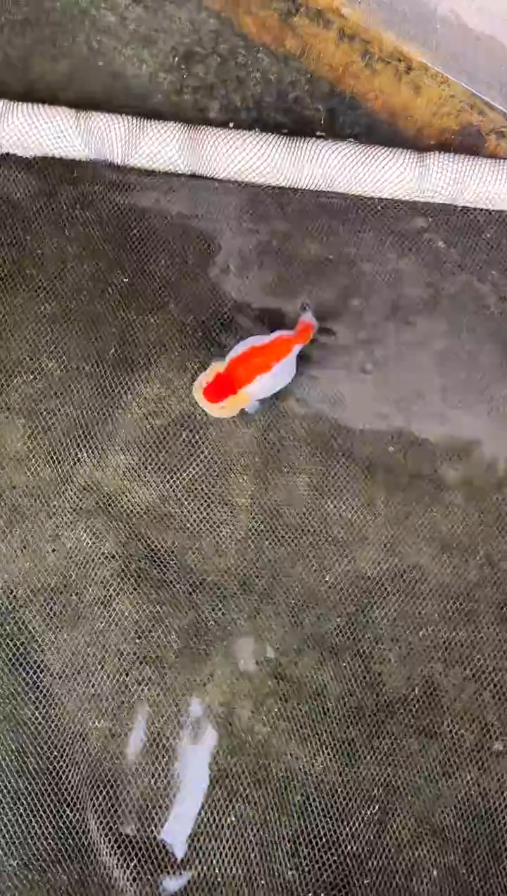 金鱼大*水娃娃观赏鱼兰寿金鱼 不包邮