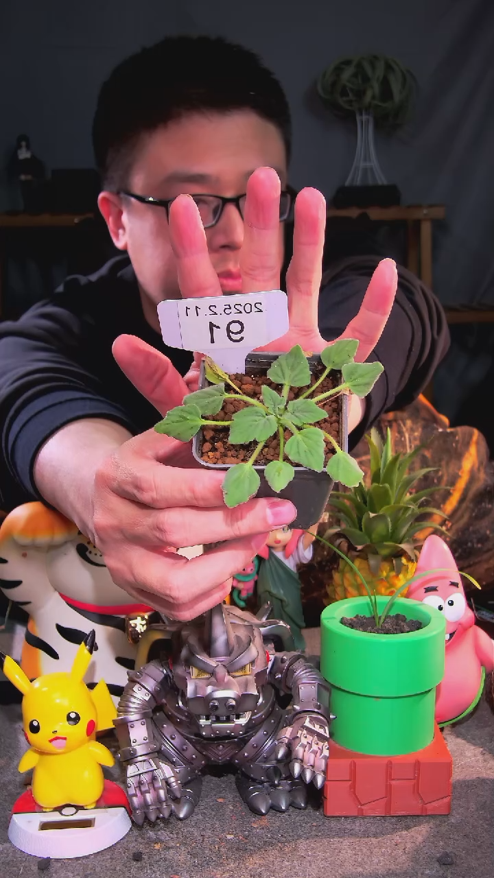 【闪购商品】莫尼利福尔梅洋葵2.11.91