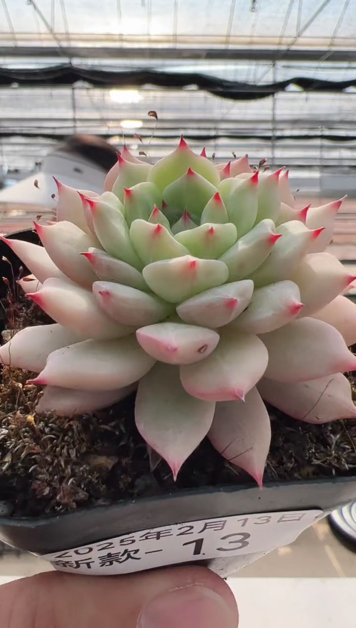 【闪购商品】新款多肉-13