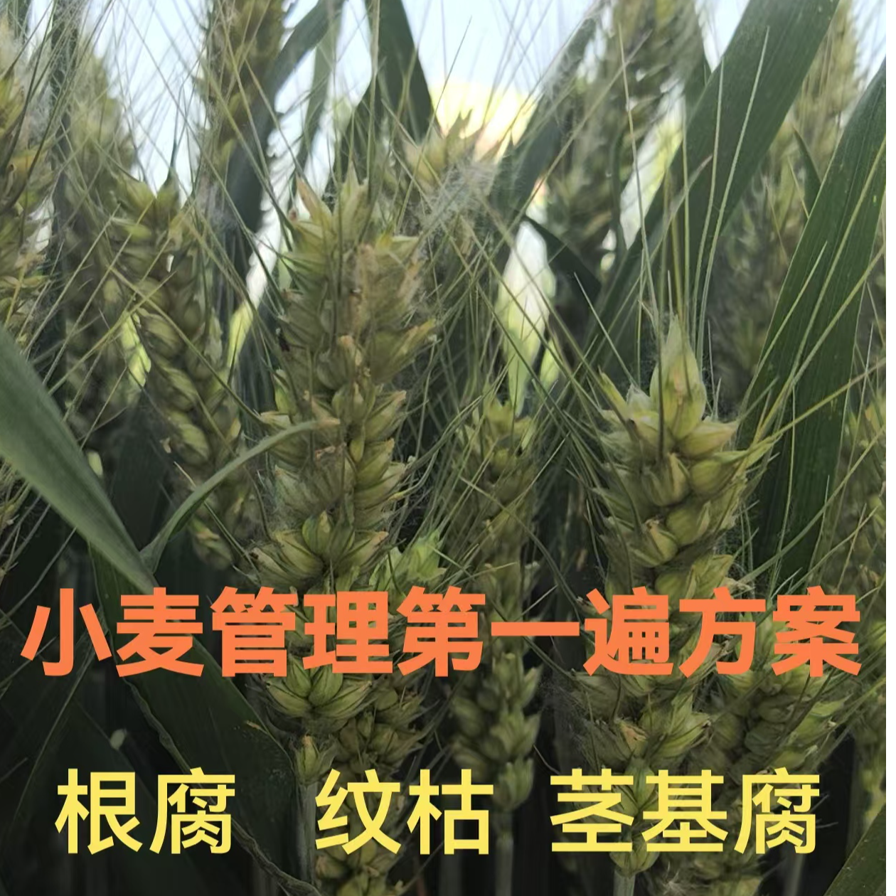 【李真农资】小麦管理第一遍方案有机水溶肥