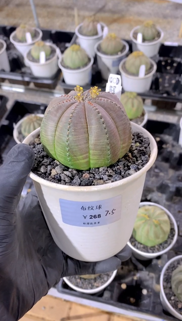 【闪购商品】布纹球FB-179