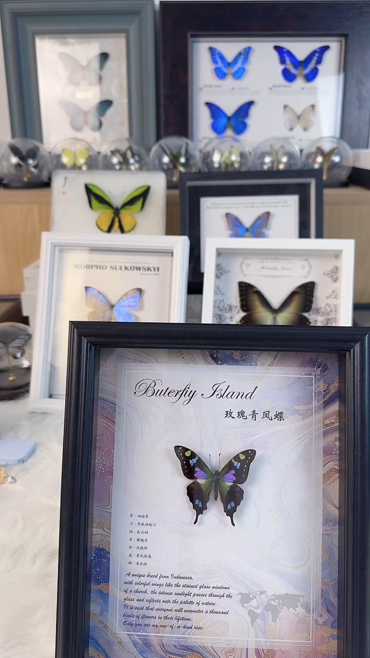 天然真蝴蝶相框标本