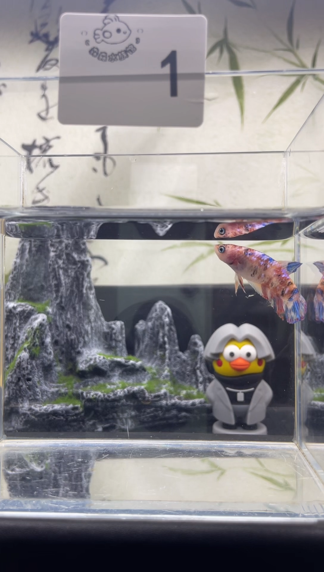 斗鱼泰国精品斗鱼 A1母鱼