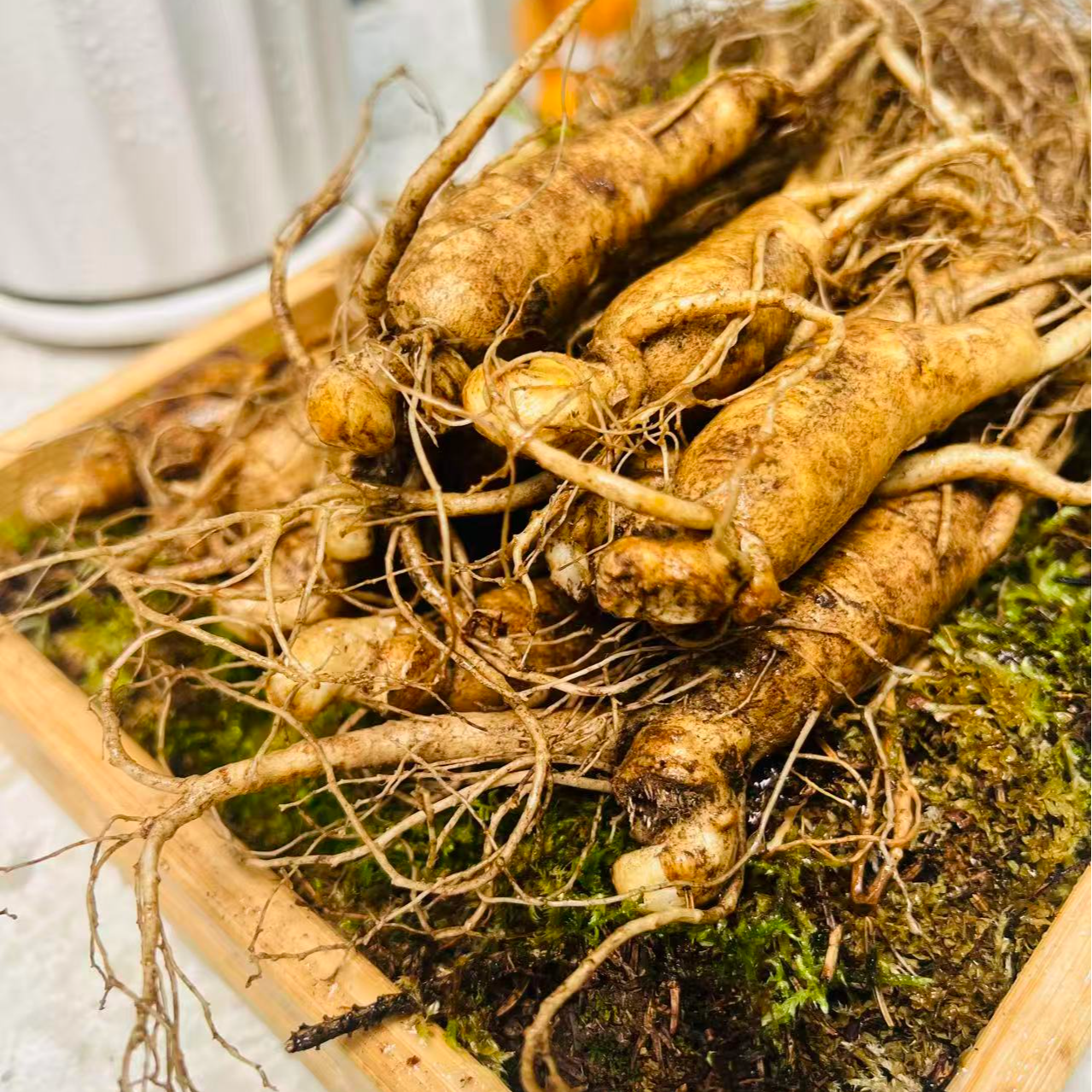 （微瑕）长白山新鲜人参现采现挖带土发货可煲汤泡水煮茶百搭