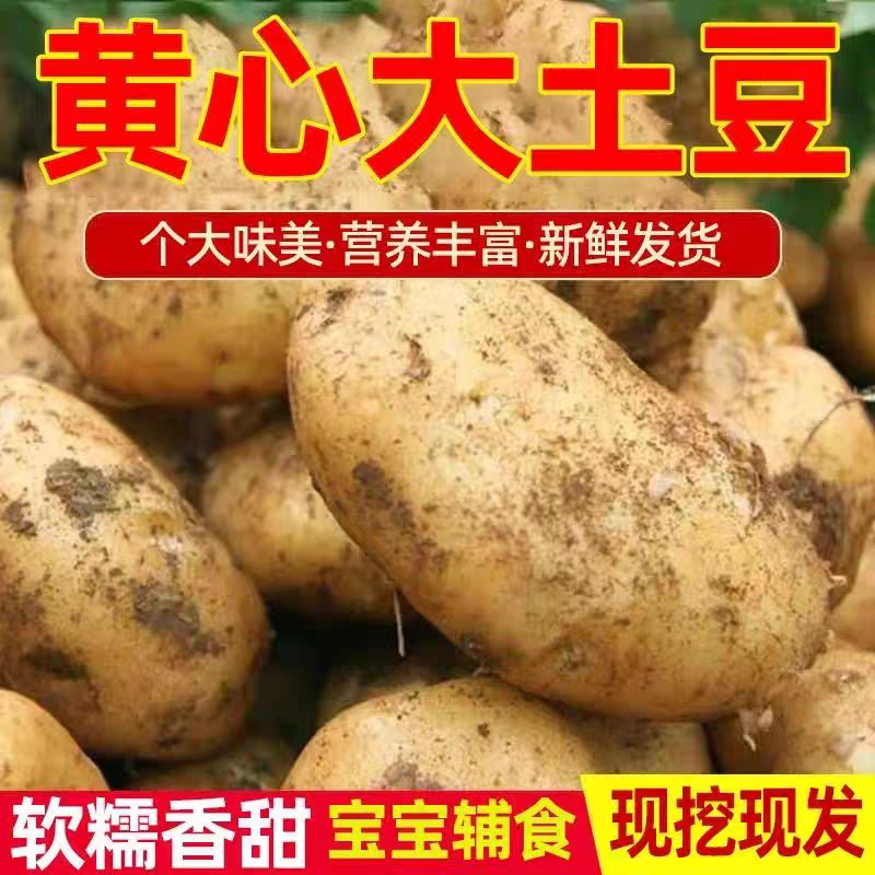 【9斤】云南老品种现挖黄皮黄心土豆粉面洋芋马铃薯